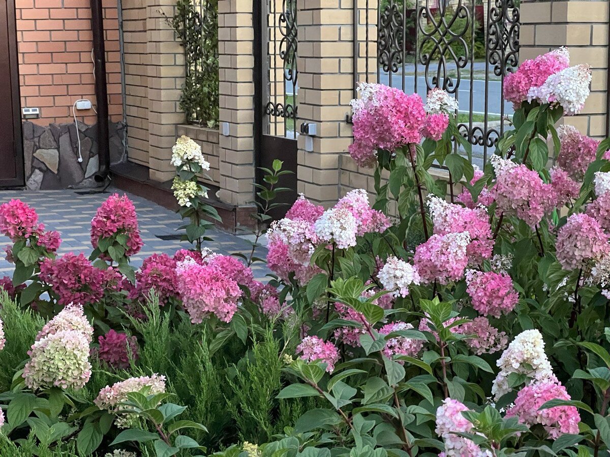Фото из моего сада