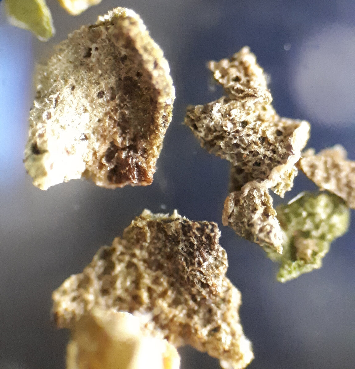 Базилик. Увеличение 100х.