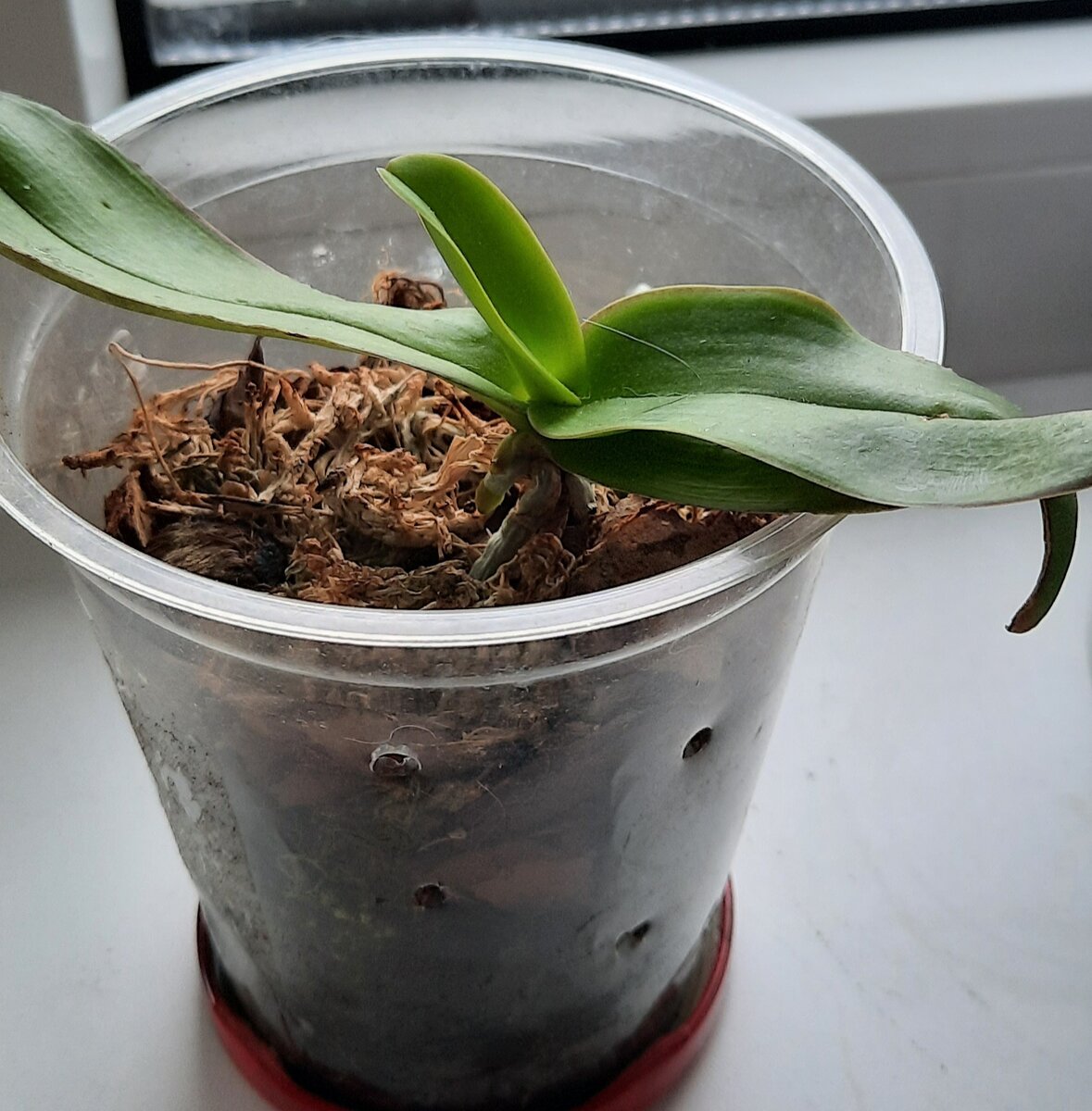 Детка через 3 месяца.