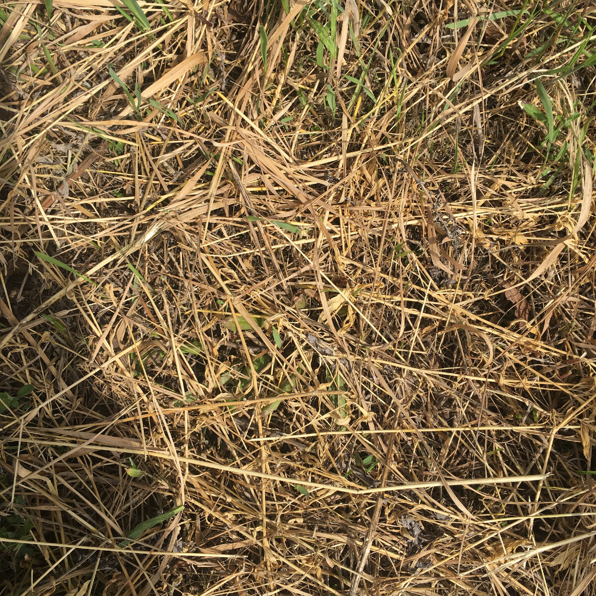 Попробовала новое классное средство от сорняков - Деймос+Миура, делюсь ...