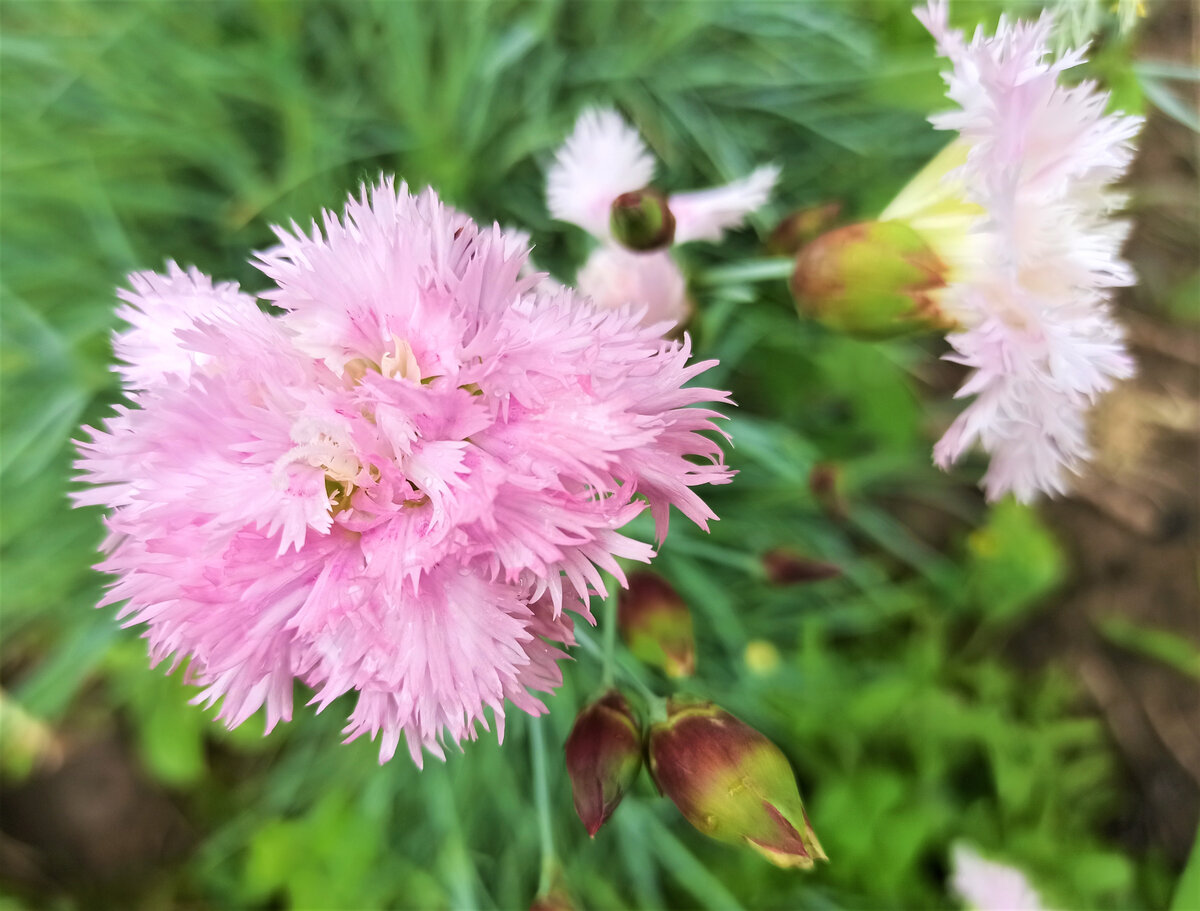 Гвоздика Dianthus Doris