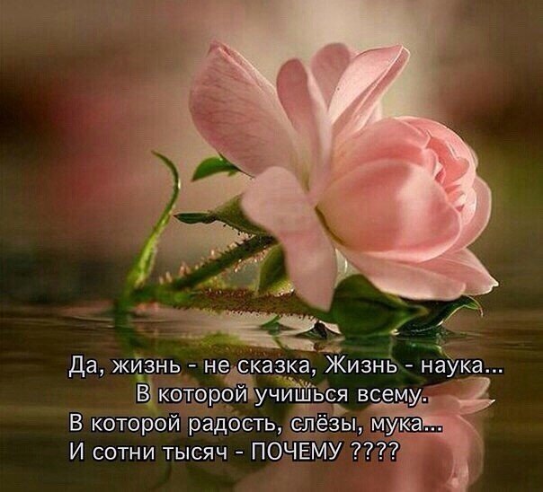 Яндекс картинки.