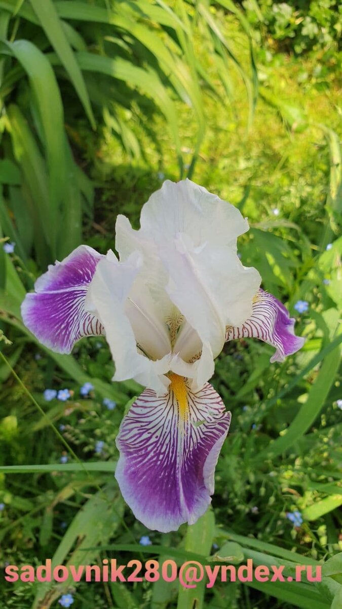 Ирис бородатый Фото автора Алесад