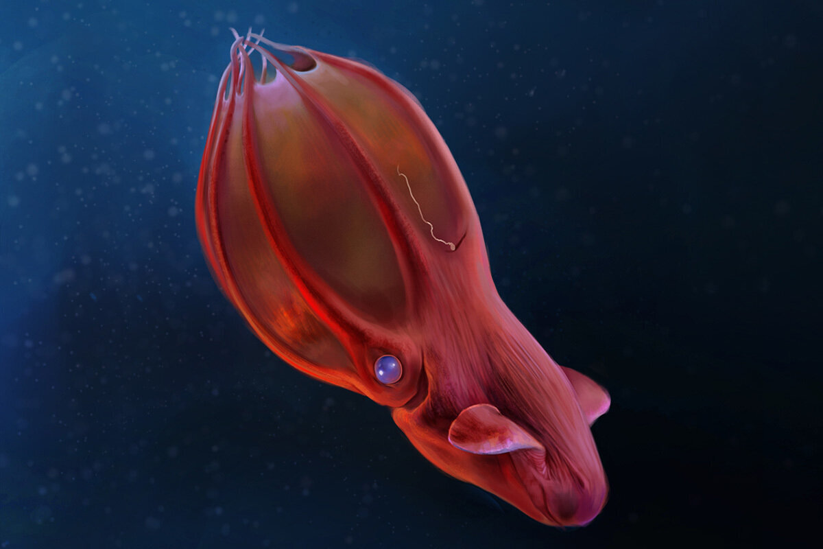 Единственный глубоководный. Адский вампир (Vampyroteuthis infernalis). Головоногий моллюск Адский вампир. Адский кальмар вампир (Vampyroteuthis infernalis). Осьминог Адский вампир.