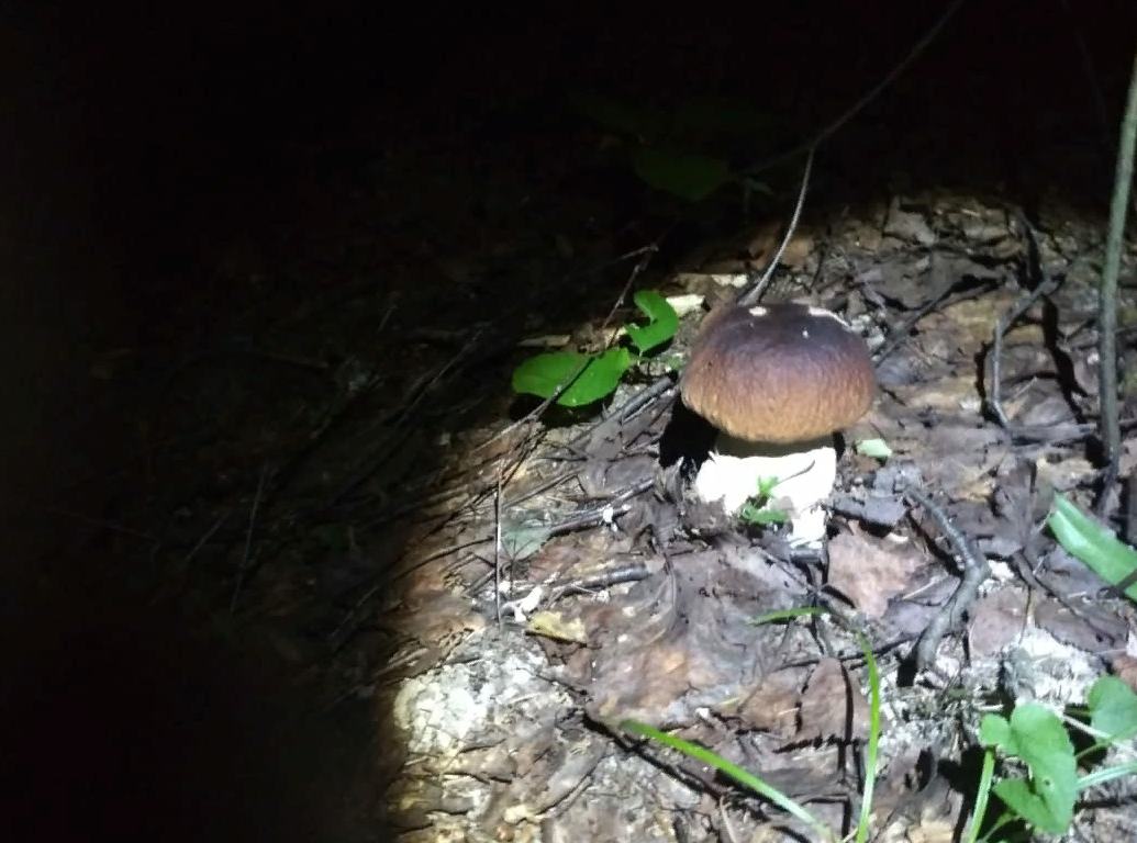 Ночной сбор грибов,10.07.2021 Подмосковье.