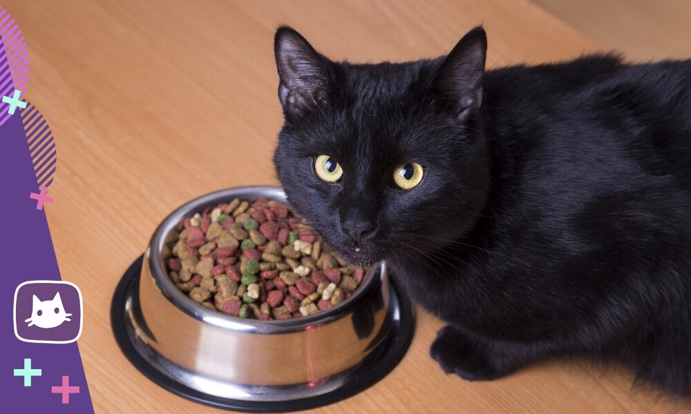 🐱Какие добавки присутствуют в дешевом кошачьем корме и как они могут ...