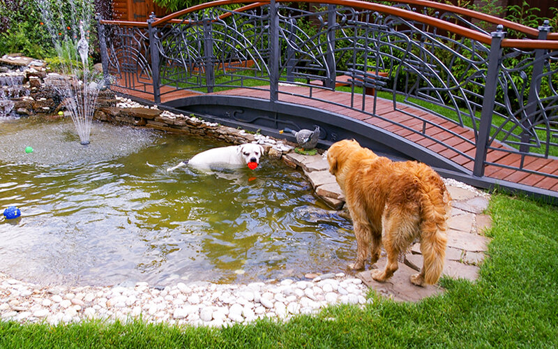 Лео, один из первых голденов в моей практике, быстро объяснил нашей бульдожке, что купаться летом в бассейне с фонтанчиком- невероятное удовольствие. Фото @kinologsmirnov.ru