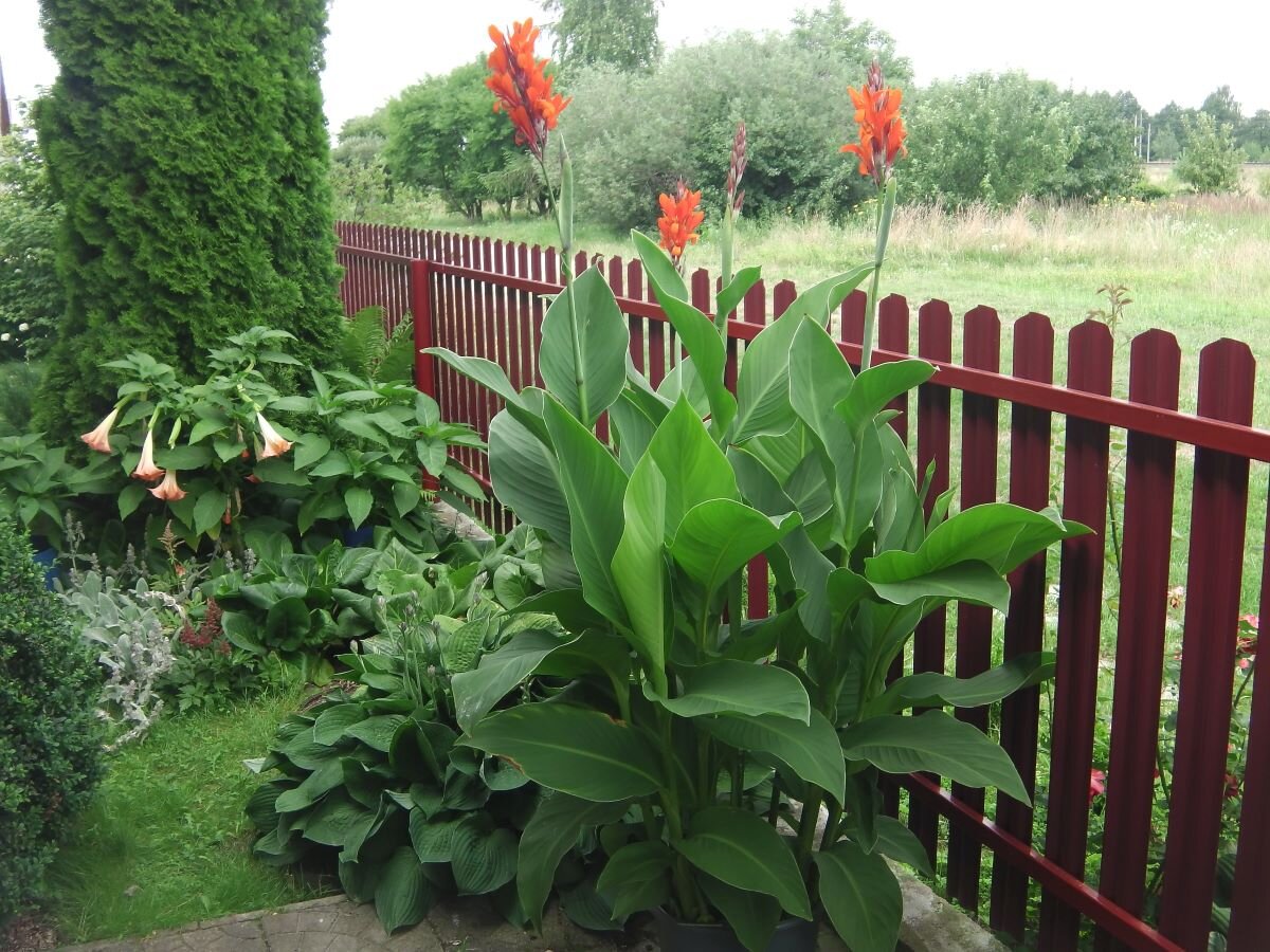 Water Garden Plants - Container Water Gardens Water garden plants, Container pla