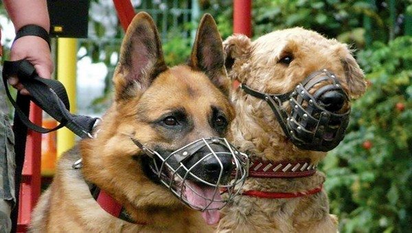 Фото в свободном доступе