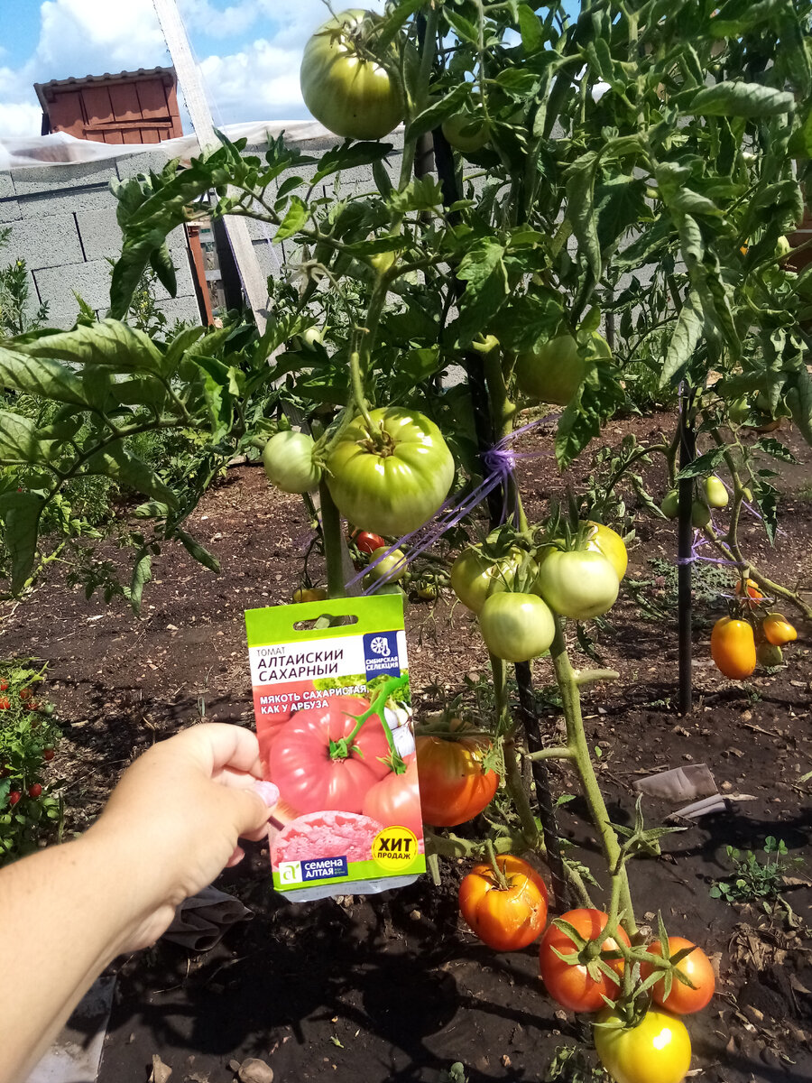 Куст в открытом грунте 