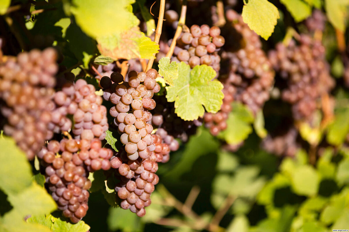 Сорт винограда пино мичуринский фото и описание