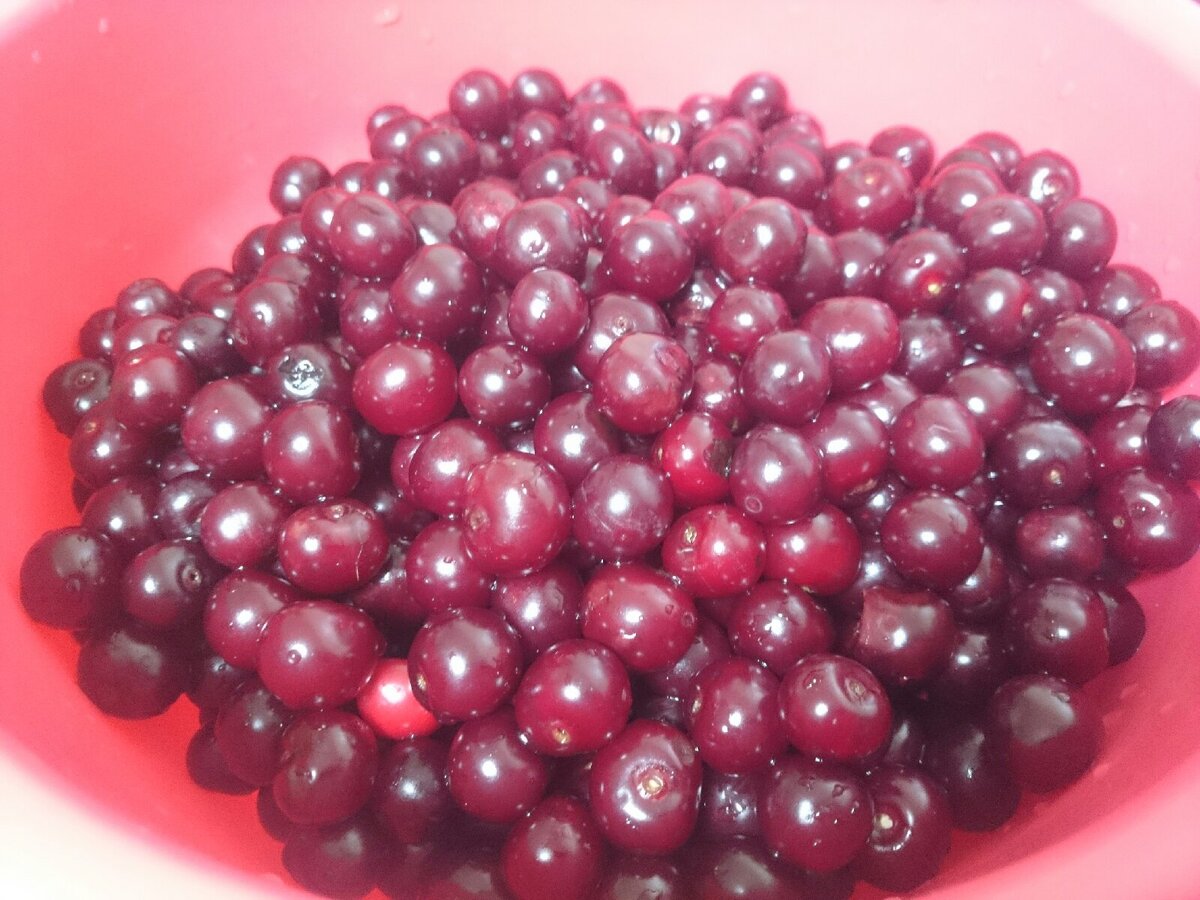 Урожай вишни в этом году неплохой