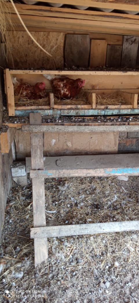 Фото в курятнике соседа. Сейчас я сам не держу кур