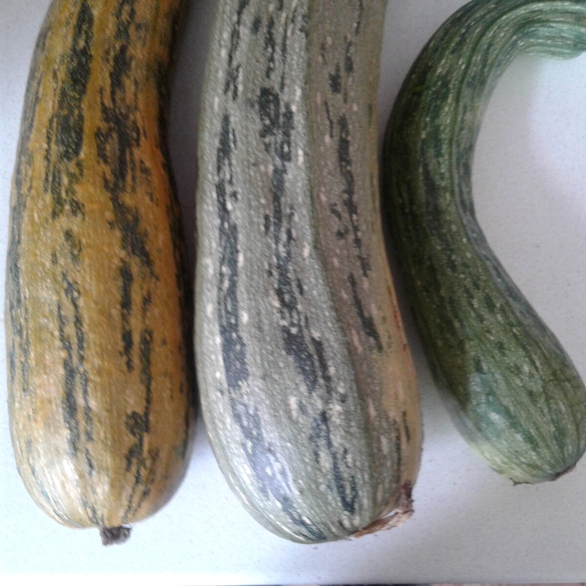 Слева полностью спелый кабачок сорта Египетская сила, по центру — ещё не подходит для сбора семян, а справа — только для приготовления блюд