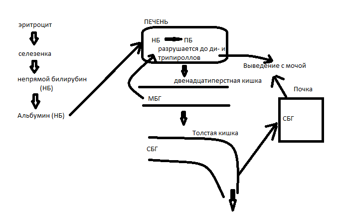 Схема образования желчных пигментов