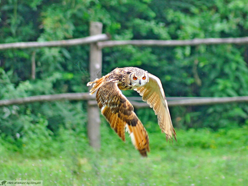 Филин. Фото Damiano Pappadà Thanks for over 1.800.000 views (flickr.com)