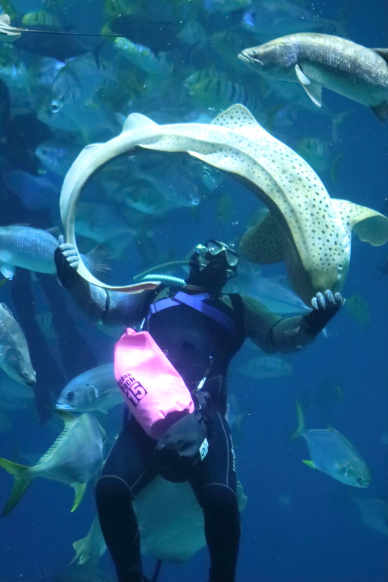 Зебровая акула