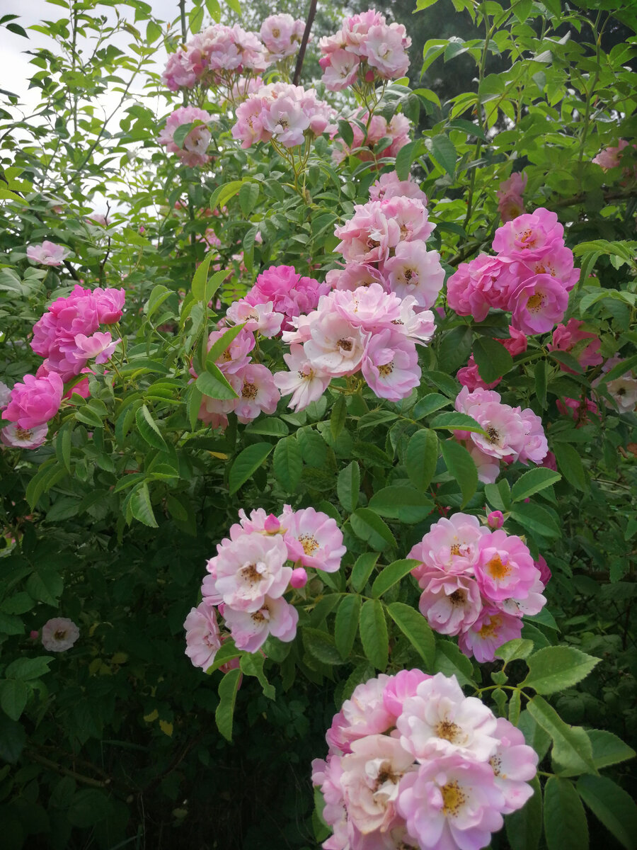 Apple Blossom/Эппл Блоссом, гибрид мультифлоры, одна из немногих моих роз, зимующих с листьями