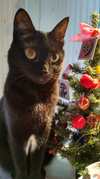 А это кошка Ника,  которая стала моей сестрой.