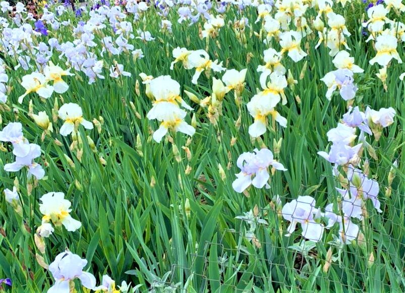 Весна. Работа Е. Островской.