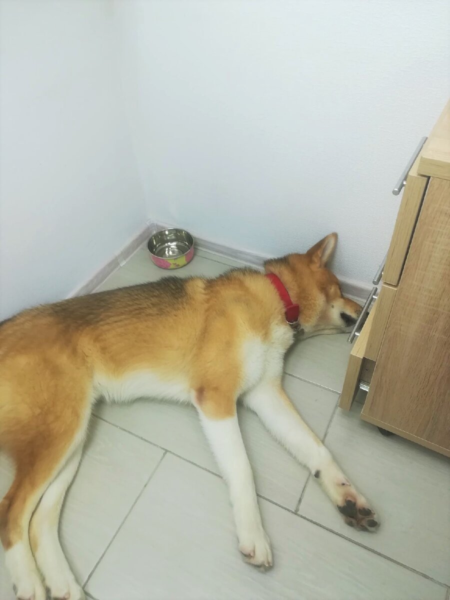 Спит