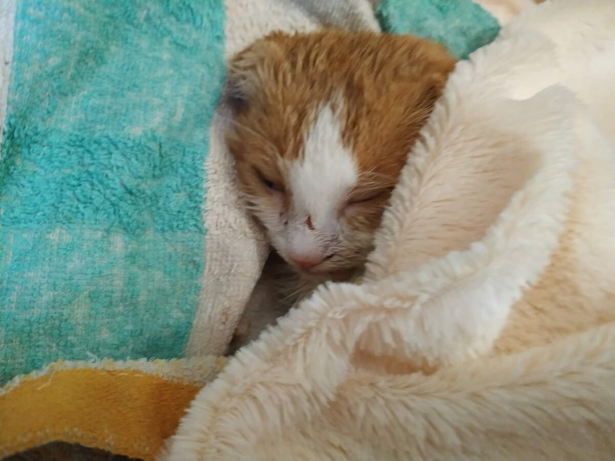 Лучик в первый день.