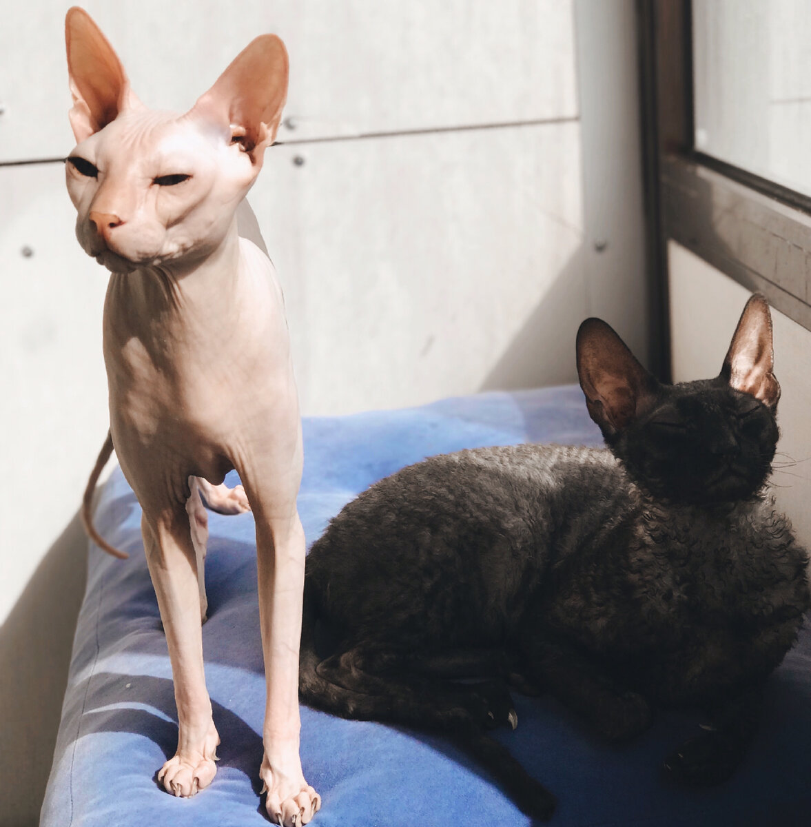 довольные морды )