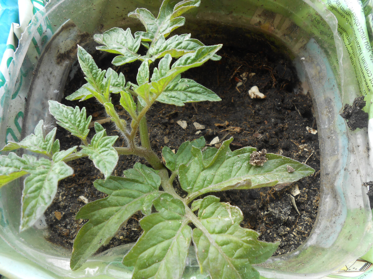 Пикирование рассады томатов. Подкармливание рассады томатов. Чтоб рассада томатов была крепкая. Чтоб рассада томатов была крепкая. Чтоб рассада томатов была крепкая.