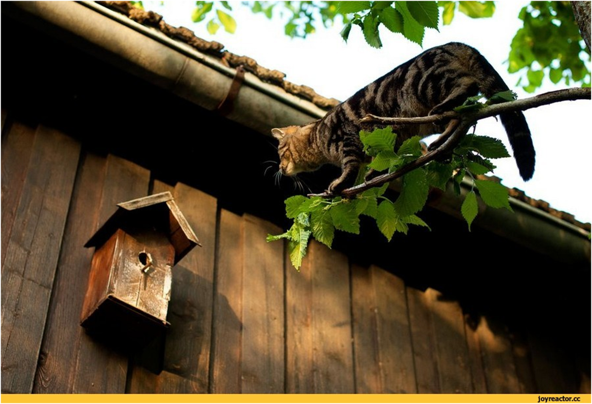 Кот в кормушке смотрит. Кот в скворечнике. Кошка в скворечнике. Скворец и кот. Кошка лезет в скворечник.