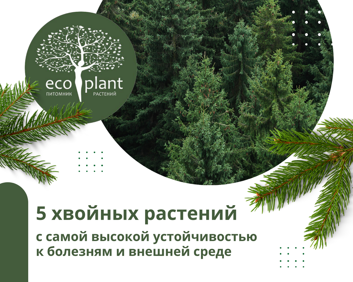 станция хвойная новгородская область. рп5 хвойная. удобрение для хвойников от пожелтения. поселок хвойный. день поселка хвойная.