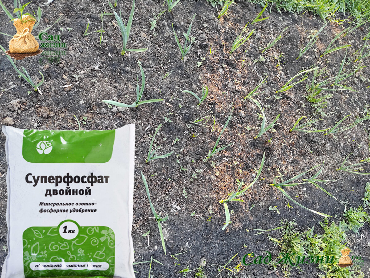 Весенняя подкормка чеснока