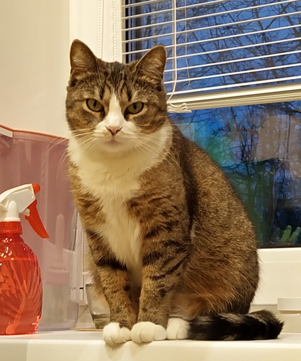 Это и другие фото полосатой мудрости - всегда мои. 