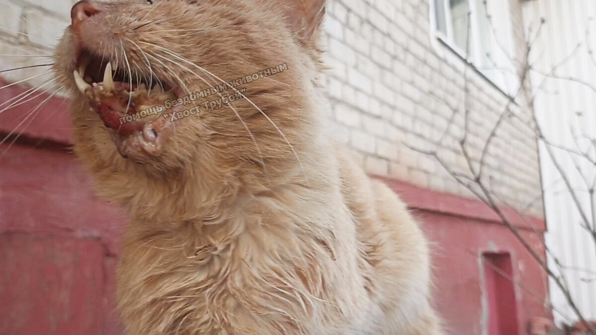 Скрин из видео