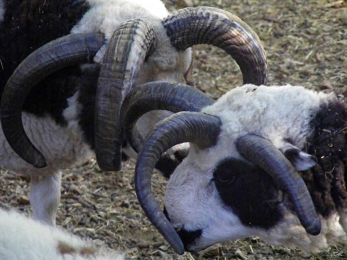 Источник фото http://animalphoto.ru/photos/photo62730.html