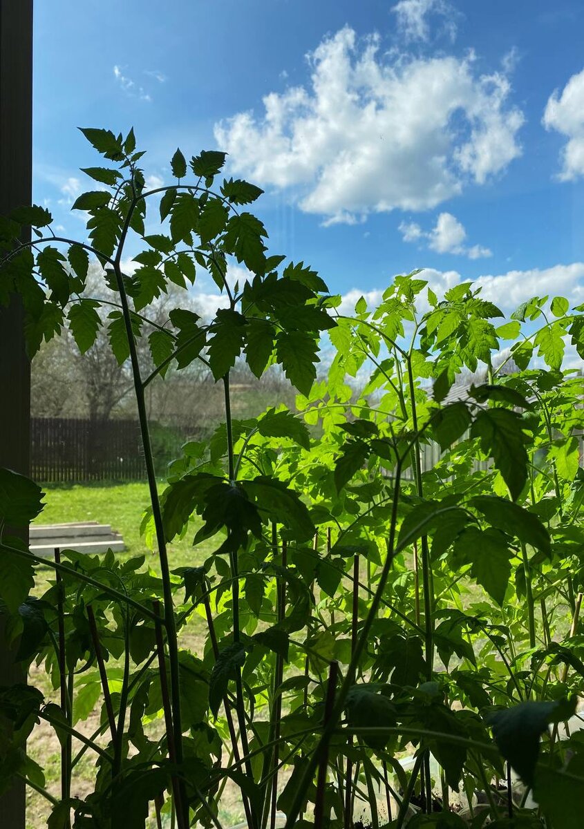 Хоть подвязывай их у окна!