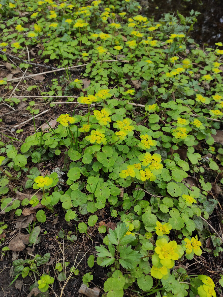 Ещё нет конкурентов, можно показать себя во всей красе.