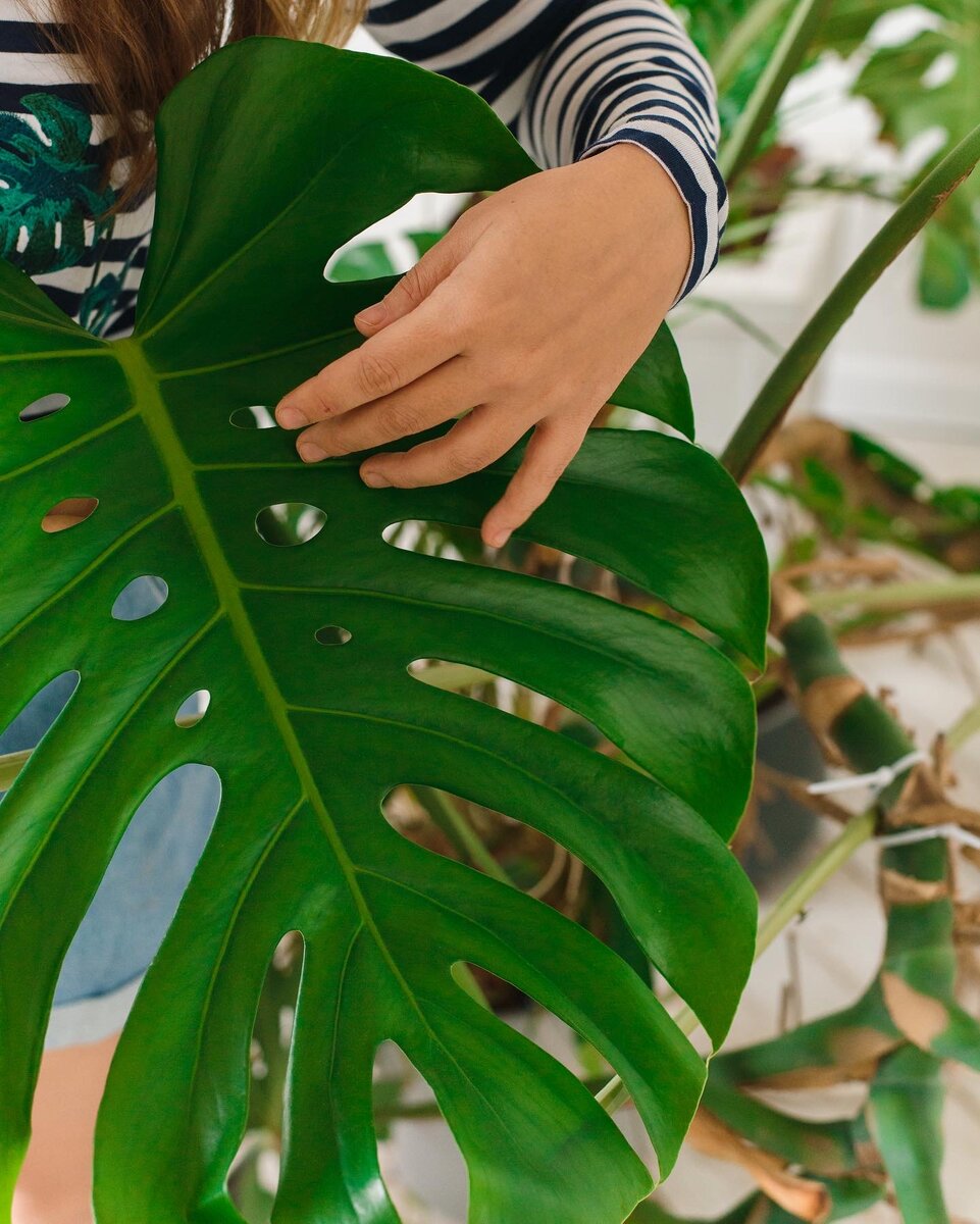 Монстера - создаёт целый остров зелени и свежести в доме 