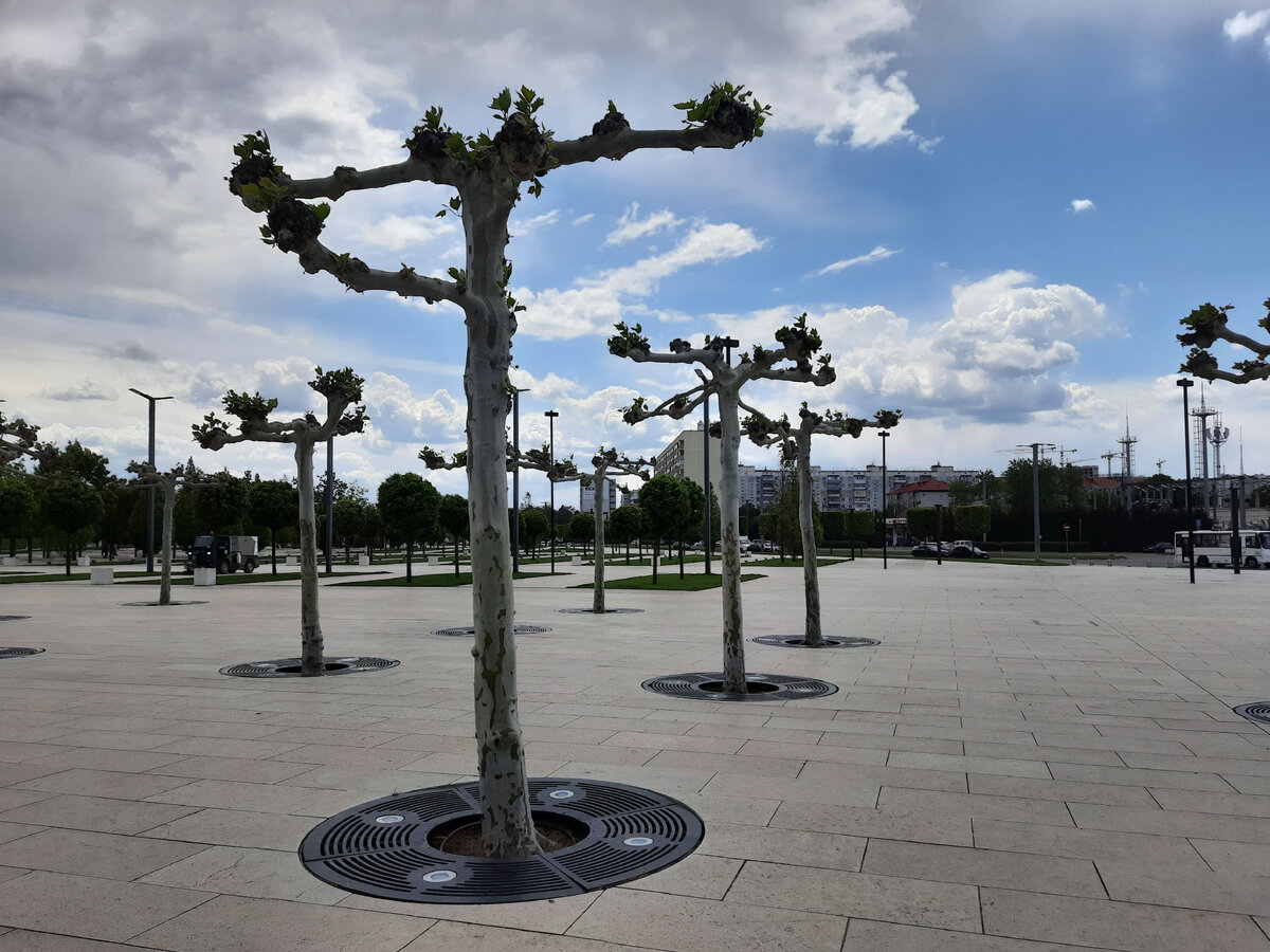 Вот такие необычные платаны растут у стадиона "Краснодар"