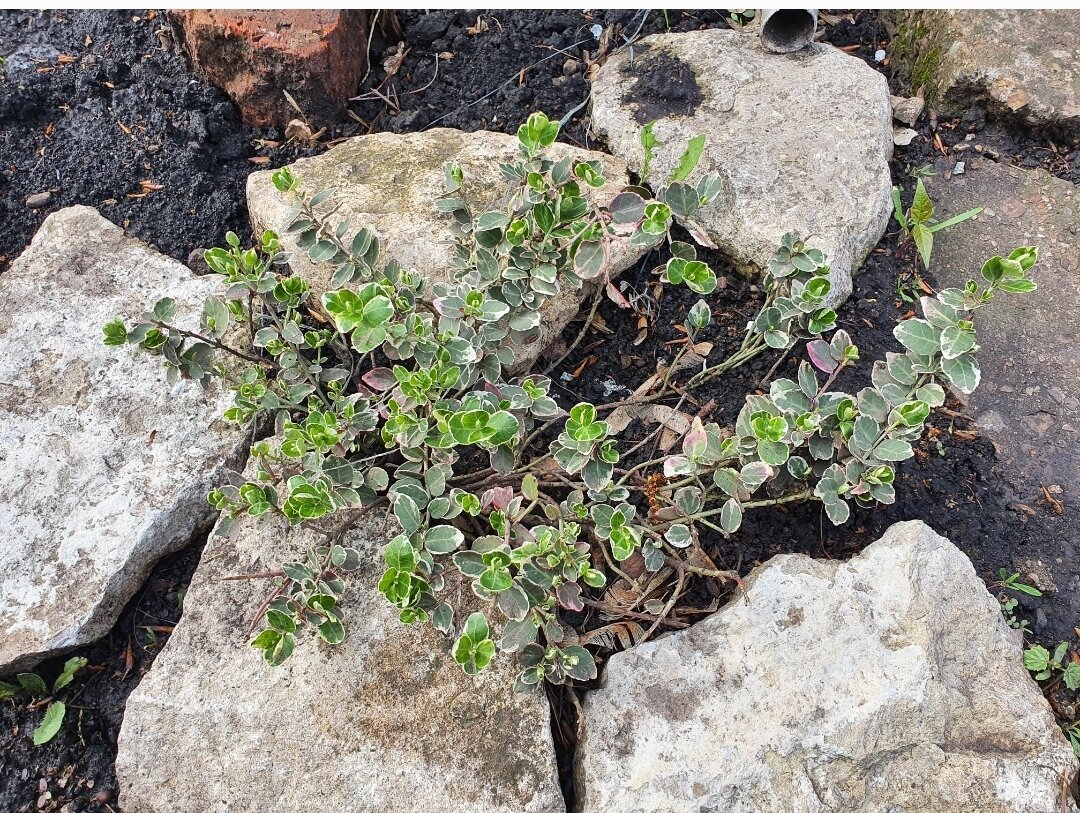 Думали, что вырастет хороший кустик, а уже который год он не увеличивается в размерах и вот так не очень красиво раскидывается по сторонам