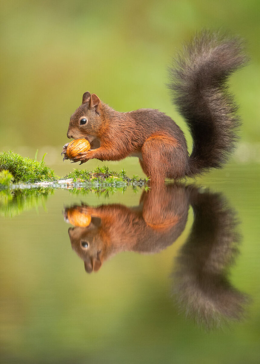 Умная белка сохраняет свой орех!