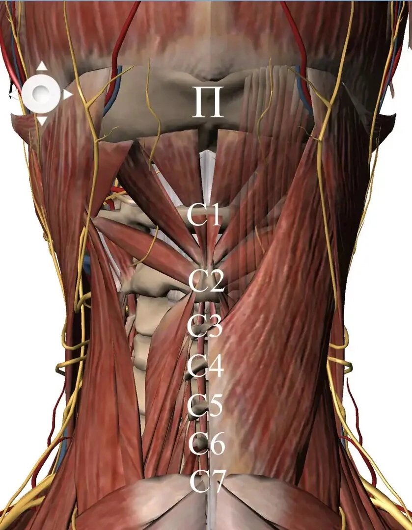 Мышца 7. Позвонки с4-с7. 6 7 Позвонки в шее. Шейные позвонки с3-с7. 5-7 Шейные позвонки.