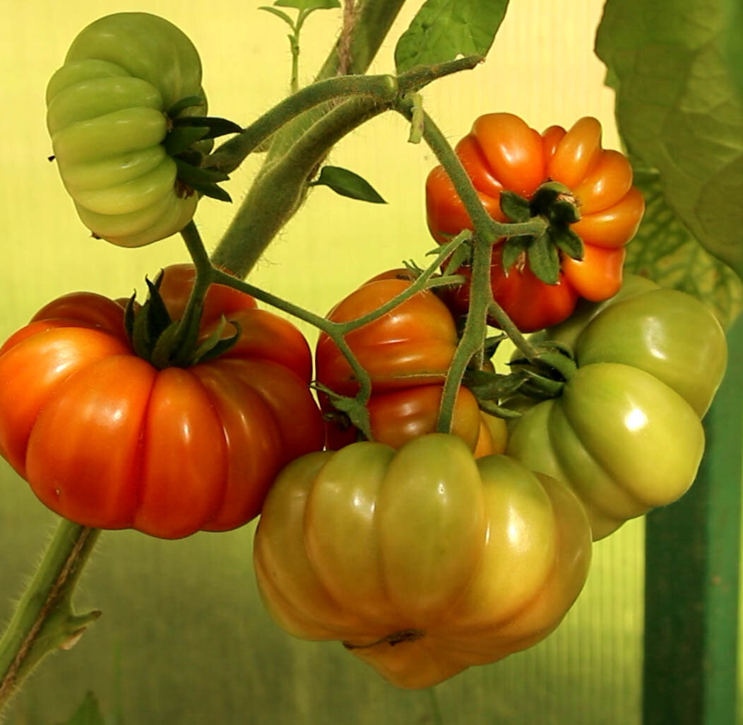 По просьбе наших подписчиков мы публикуем текст к видео "Подготовка почвы в теплице для выращивания томатов".