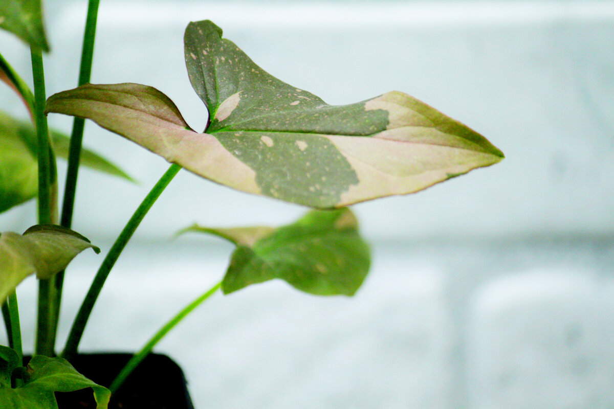 Сингониум Ред Спот. Фото и коллекция автора Masteritayaplants