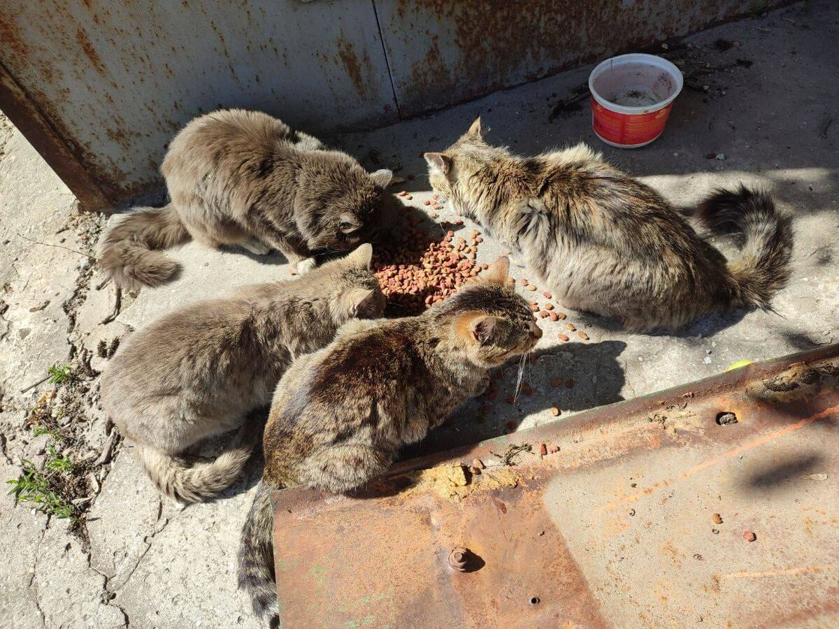 Коты кушают в Мариуполе
