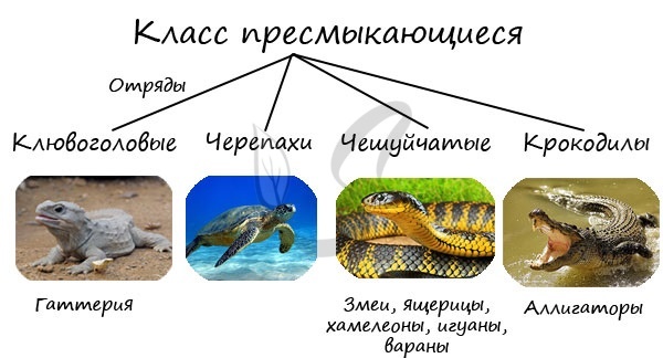 классификация 