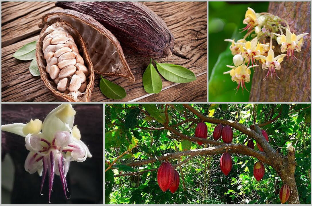 Шоколадное дерево