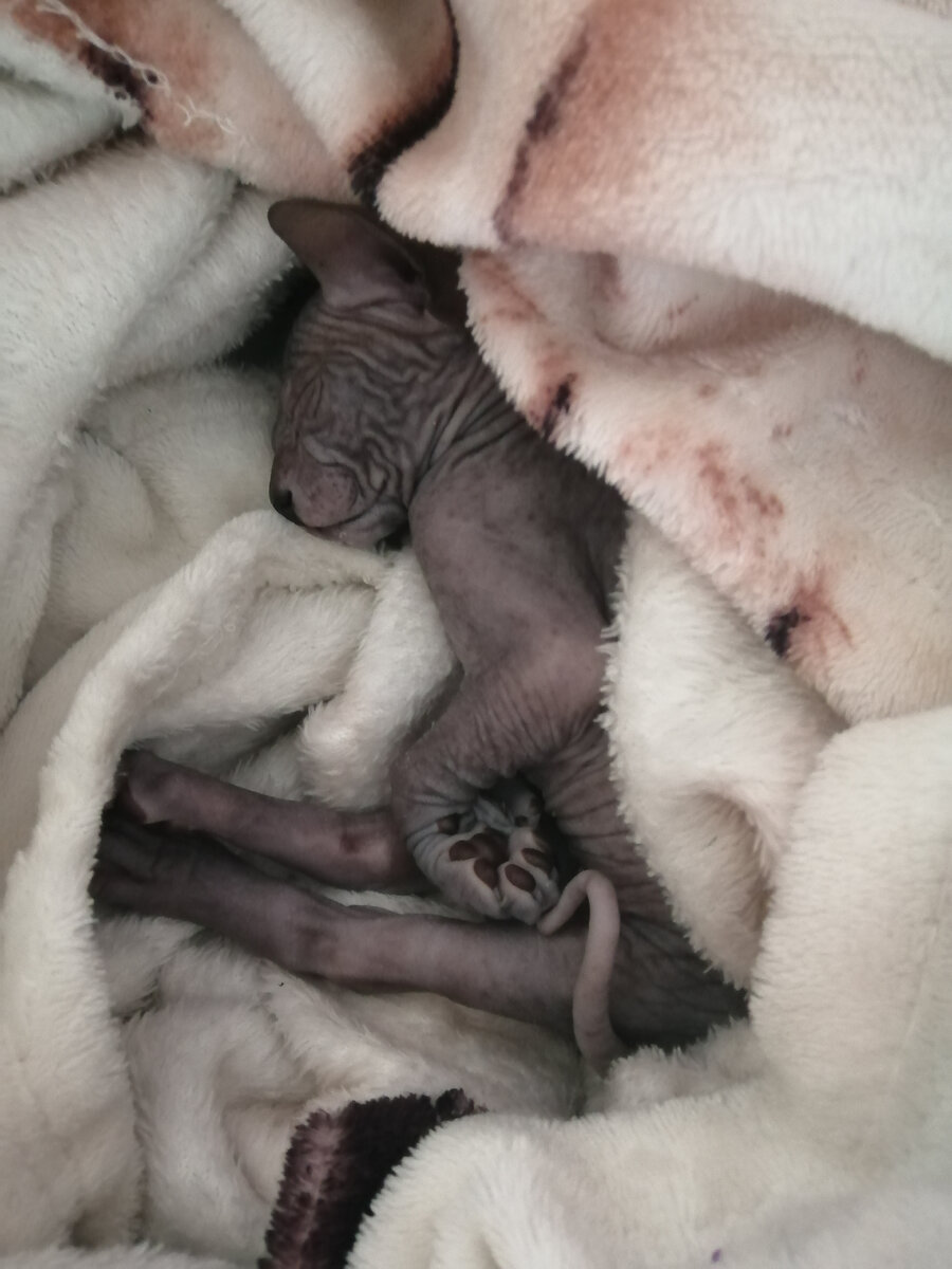 Вася -только привезли домой