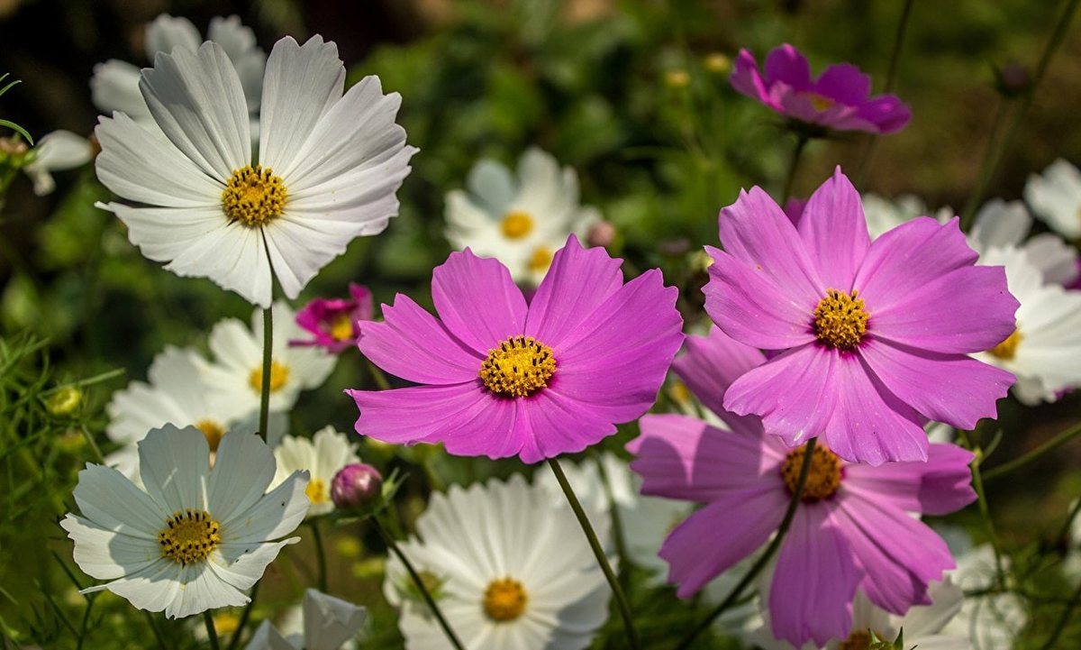 Космея цветёт