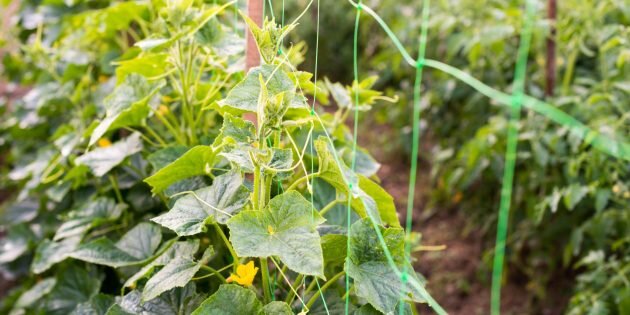 Сетка — отличная опора для огурцов. Фото: rootstock / Shutterstock📷
