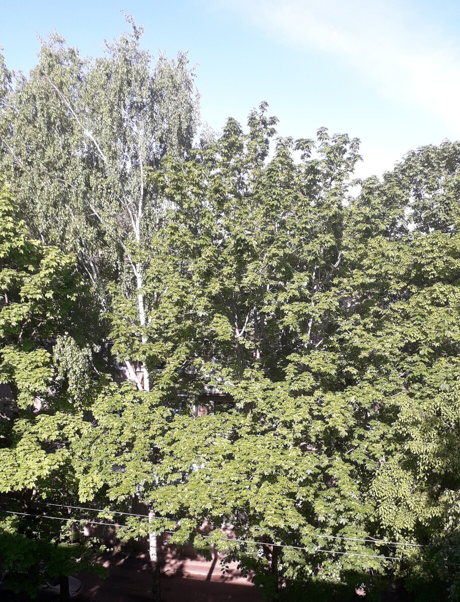 Фото автора. Вид с балкона